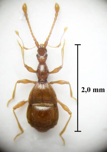 Réf. 235 583 : Pselaphogenius longipalpis